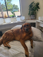 Load image into Gallery viewer, Sound Bowl Healing for Pet - 15 mn Session